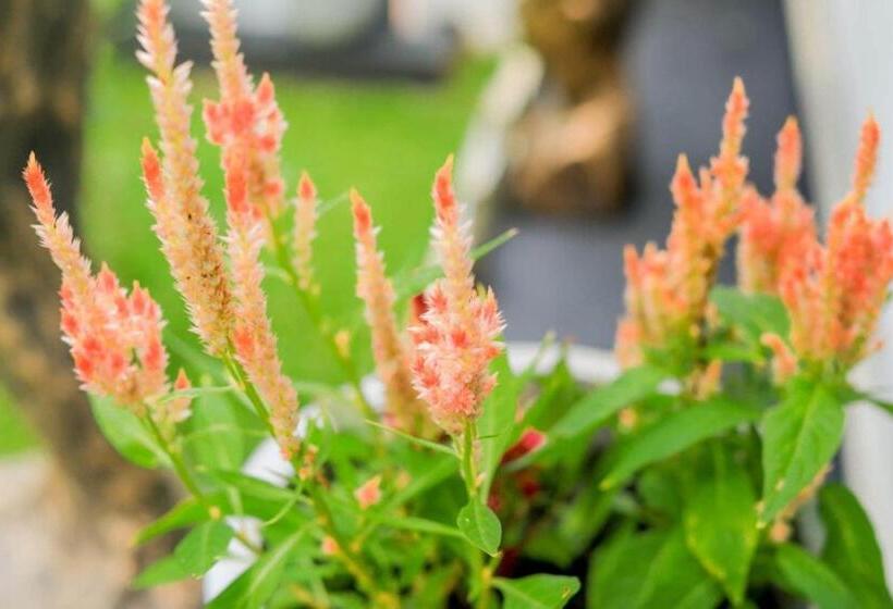 Bed and Breakfast Villa Bellissima