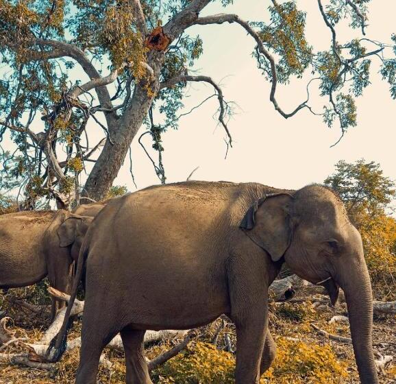 فندق Traget Safari Home Stay