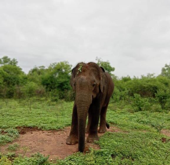 فندق Traget Safari Home Stay