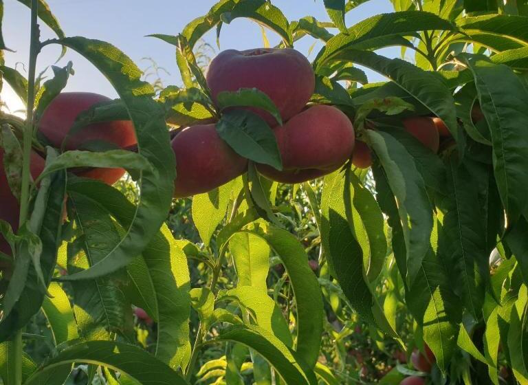 צימר Masseria Novelli