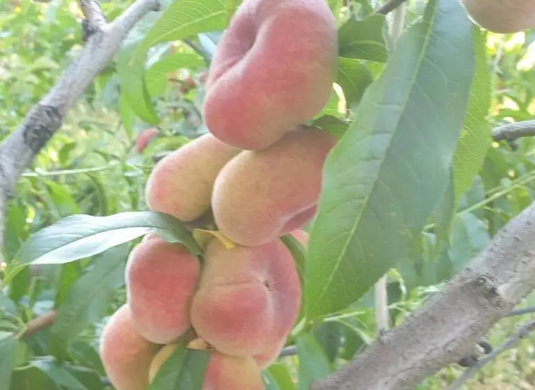 Aamiaismajoitus (B&B) Masseria Novelli