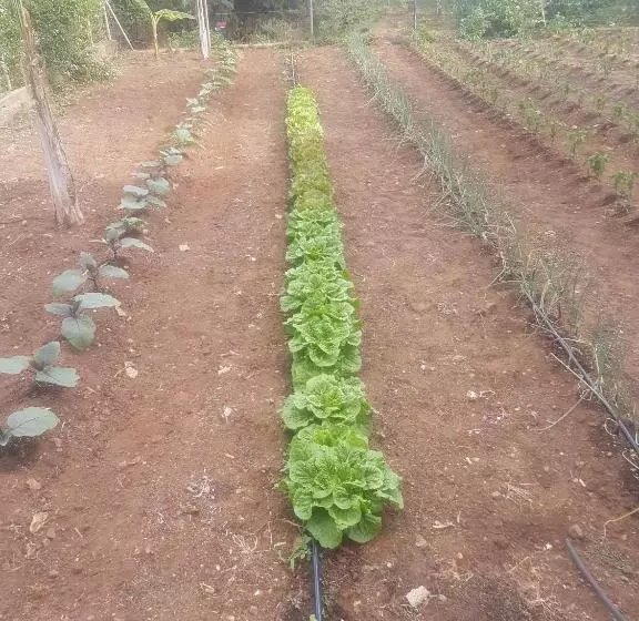 Aamiaismajoitus (B&B) Masseria Novelli