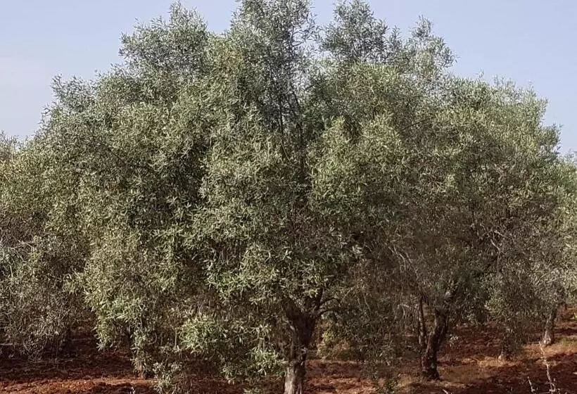 Aamiaismajoitus (B&B) Masseria Novelli