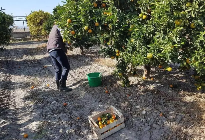 Aamiaismajoitus (B&B) Masseria Novelli