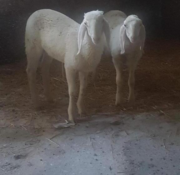 צימר Masseria Novelli