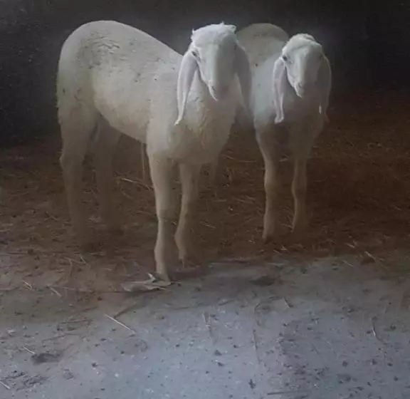 Aamiaismajoitus (B&B) Masseria Novelli