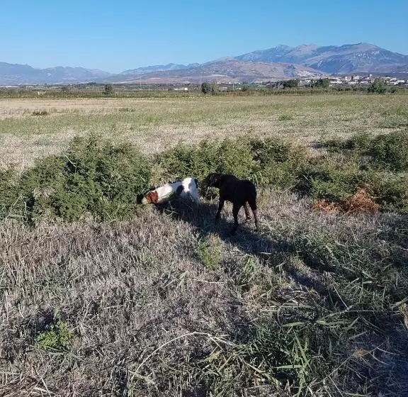 Aamiaismajoitus (B&B) Masseria Novelli