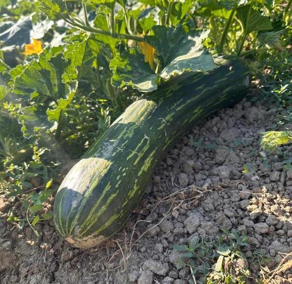 Hotel La Terrazza Delle Noci   Alloggio Agrituristico