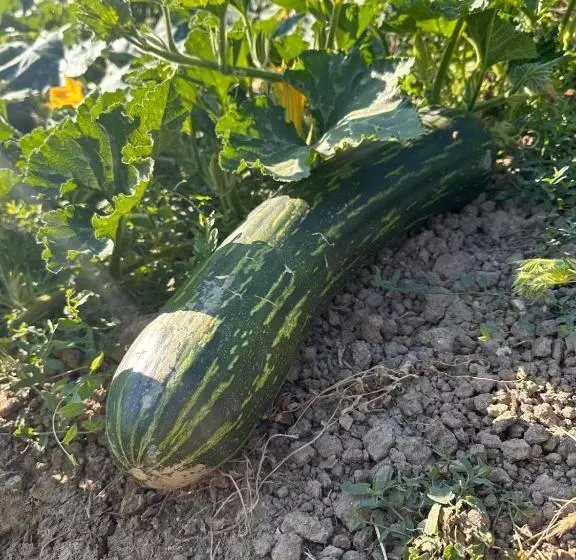ホテル La Terrazza Delle Noci   Alloggio Agrituristico