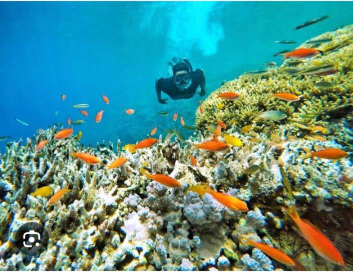 פנסיון Villa Jepun Lovina