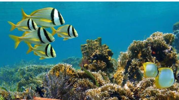 פנסיון Villa Jepun Lovina