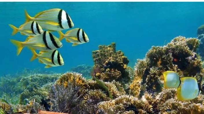 Majatalo Villa Jepun Lovina