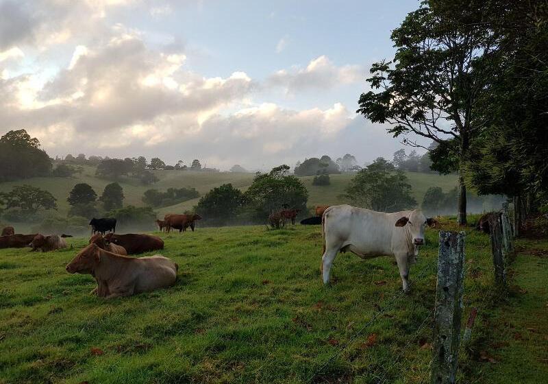 Seasons Of Maleny B&b
