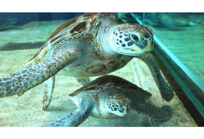 Ashizuri Sunnyside Hotel   Vacation Stay 32474v