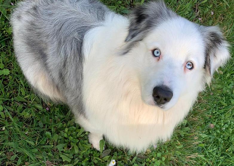 펜션 Affittacamere Montagne Verdi