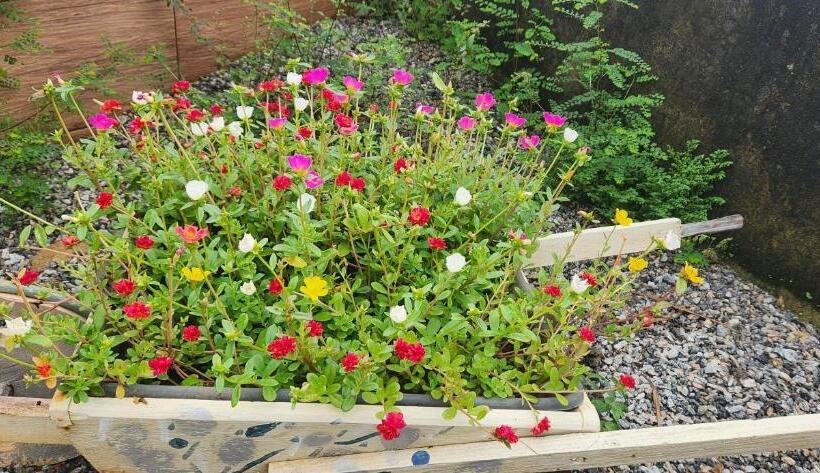 펜션 Casa De Visitas Da Chácara Refrigerio