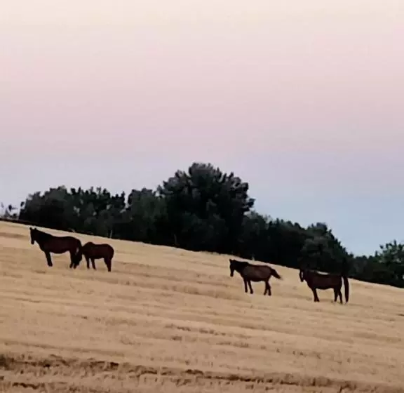 ペンション Red Cedar Ranch