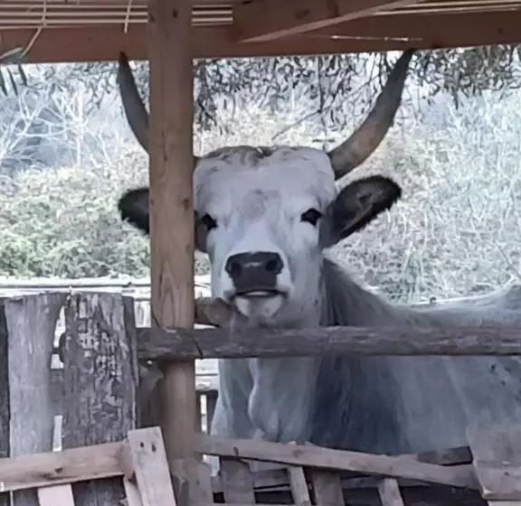 ペンション Red Cedar Ranch