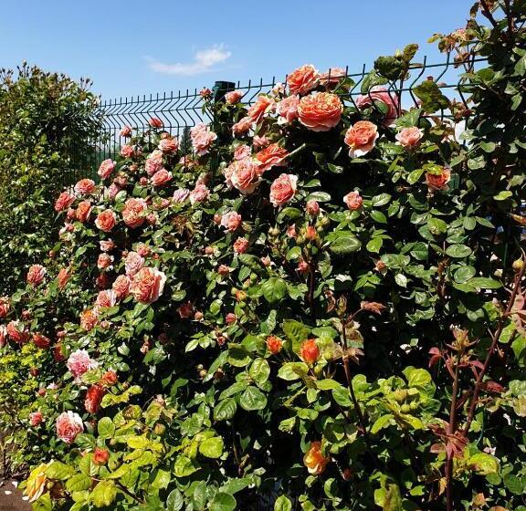 променад Maxxsea