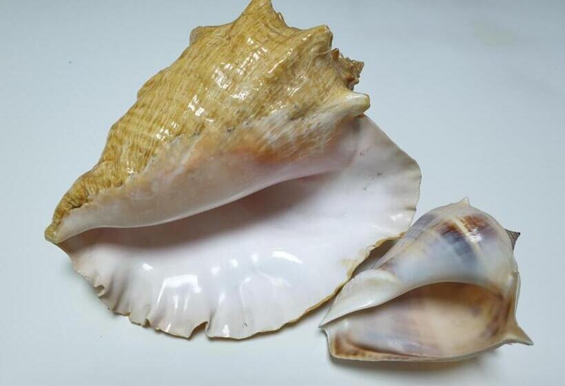 променад Maxxsea