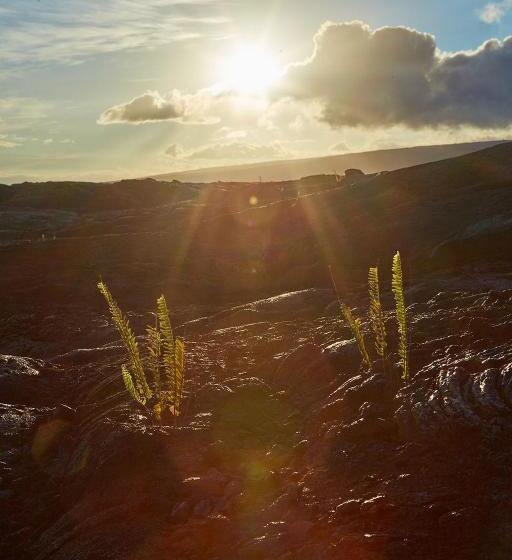 Open Gate Hostel Hawaii