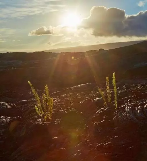 Open Gate Hostel Hawaii