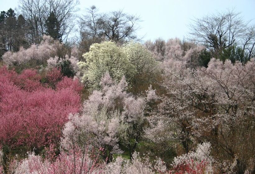 Youth Guest House Atoma   Hostel