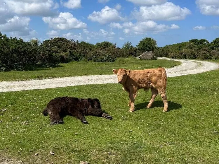 田舎風ホテル Farmhouse Annexe With Home Cooked Breakfast