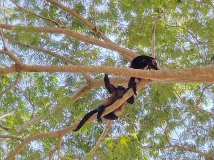 בית מלון כפרי Casa Maya