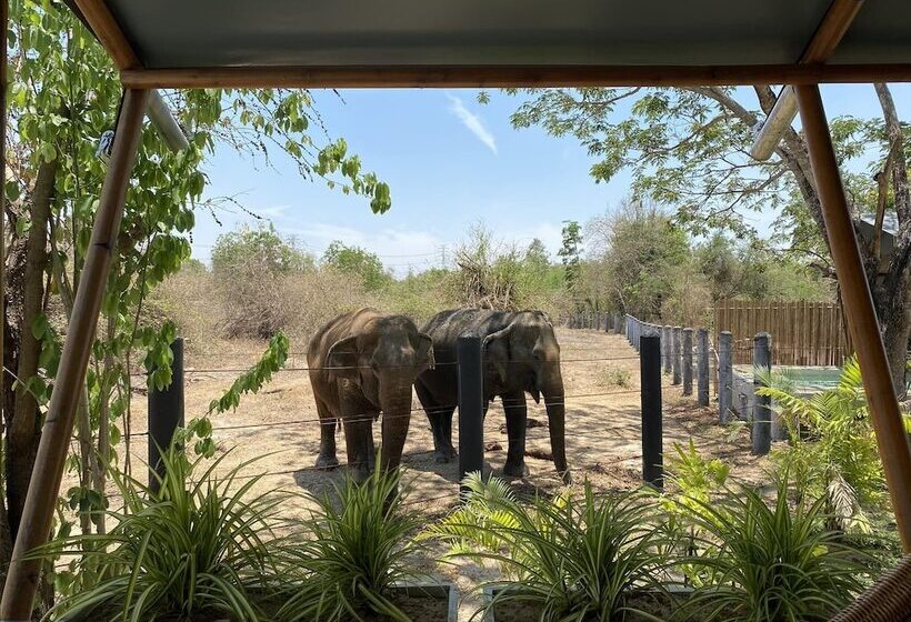 渡假胜地  Elephant View Camp