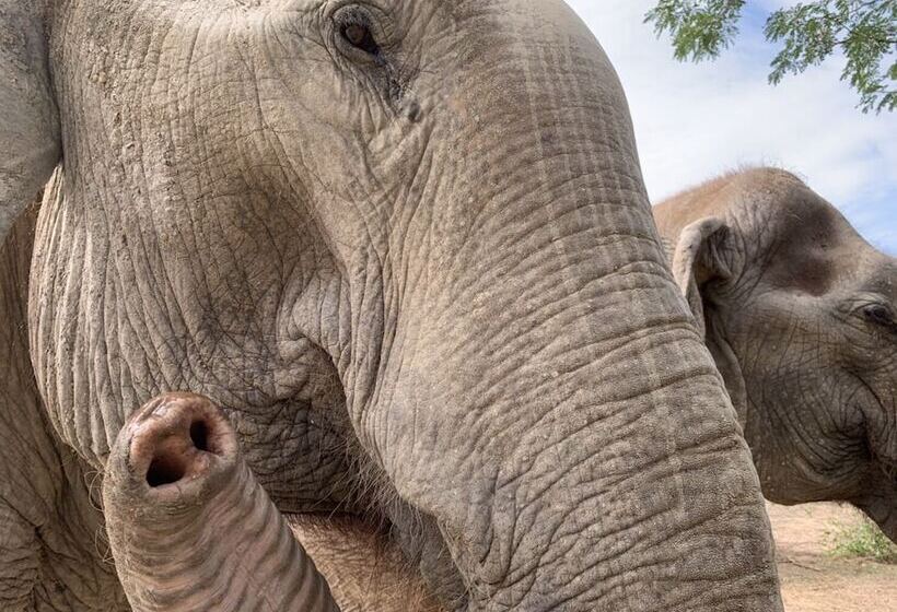 渡假胜地  Elephant View Camp