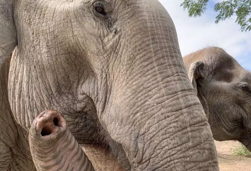 リゾートホテル Elephant View Camp