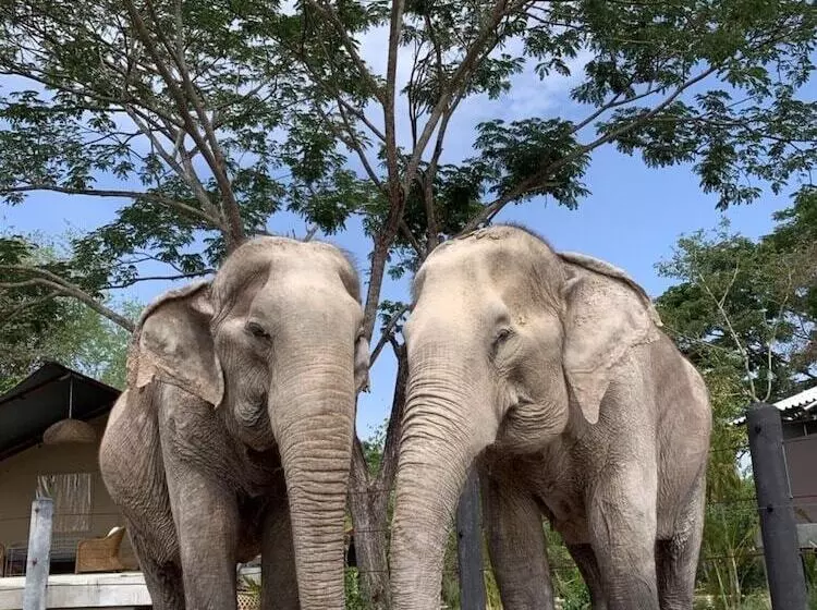 リゾートホテル Elephant View Camp