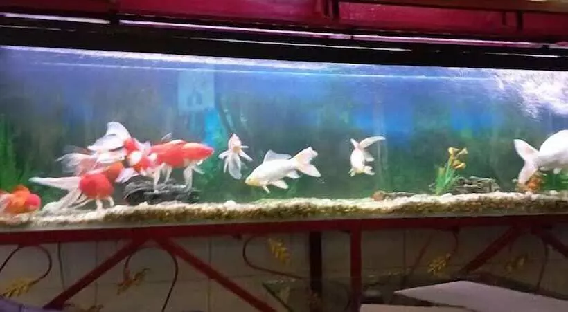 Red Onion Hotel & Restaurant