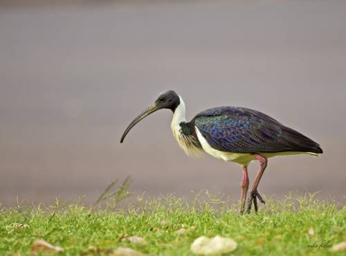 Parry Creek Farm Tourist Resort And Caravan Park