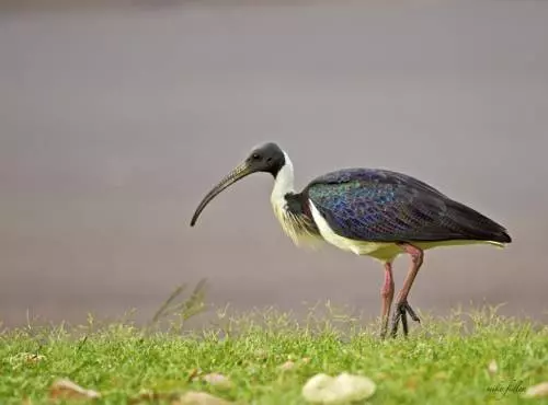 Parry Creek Farm Tourist Resort And Caravan Park