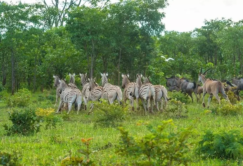 Resort Cuebe Lodge