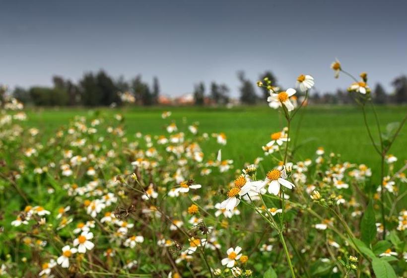 Fotos del hotel Allamanda Estate:  15