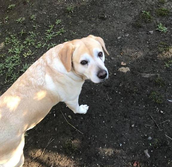 Lucky Duck Country Lodge B&b Hamilton