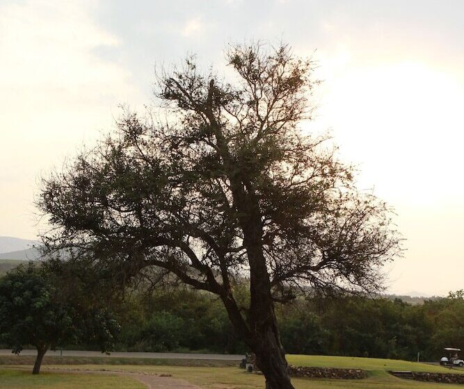 استراحتگاه Bushbaby Lodge At Nkonyeni