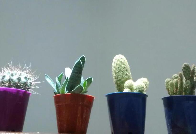 تختخواب و صبحانه Spalermo