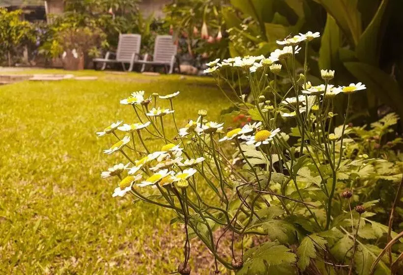 ユースホステル Boquete Town Hostal