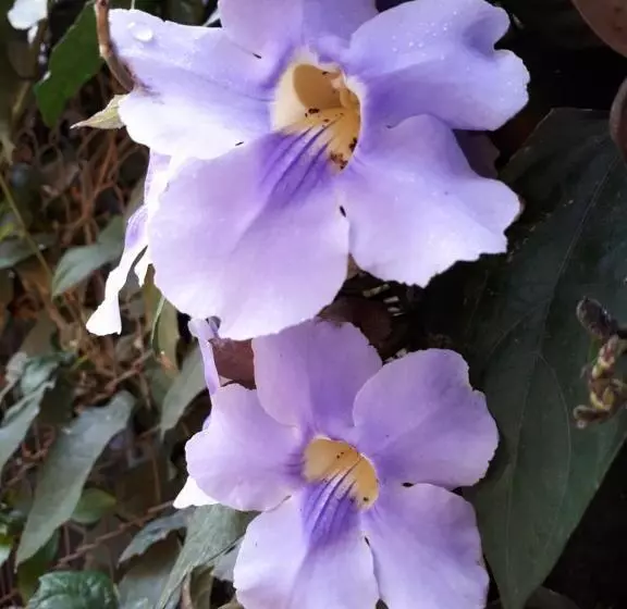 ユースホステル Boquete Town Hostal