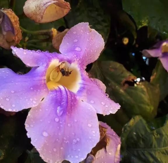 ユースホステル Boquete Town Hostal