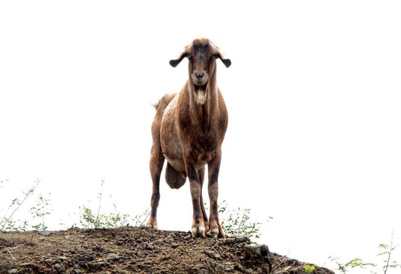 مبيت وإفطار Casitas Pacific