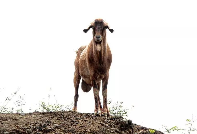 Aamiaismajoitus (B&B) Casitas Pacific