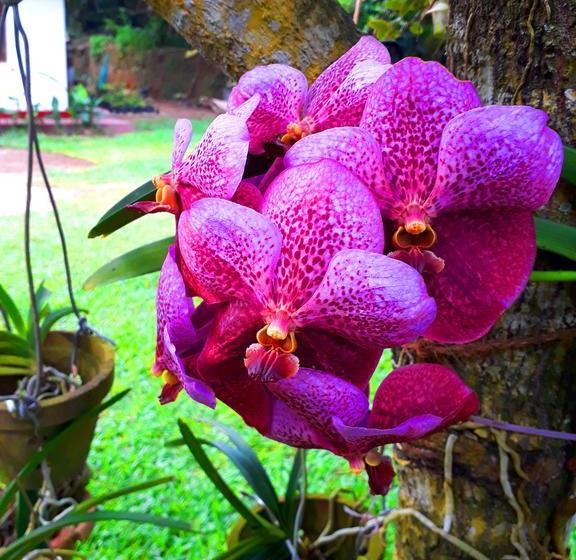 צימר Nisala Villa   Midigama