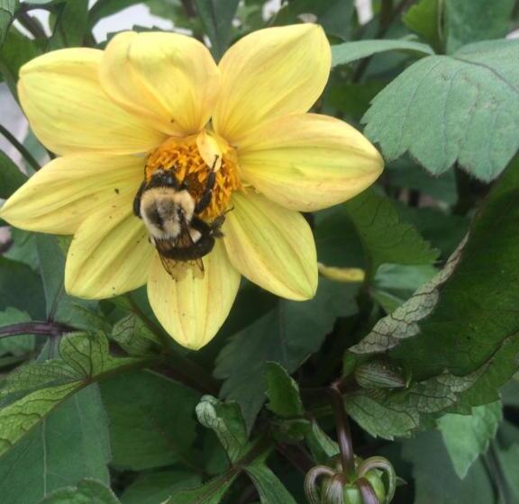 צימר Georgian Garden