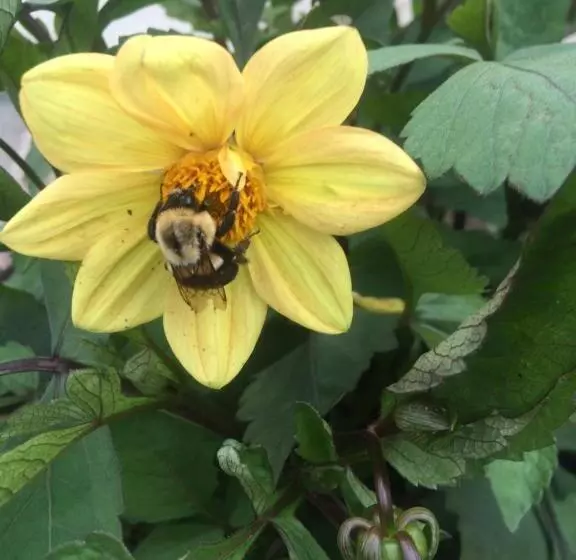Aamiaismajoitus (B&B) Georgian Garden