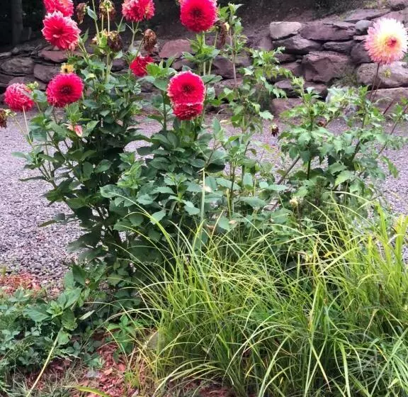 Aamiaismajoitus (B&B) Georgian Garden